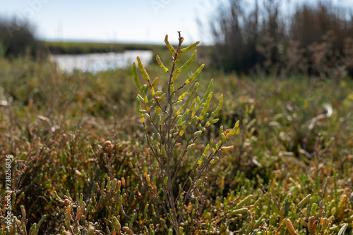 Salicornia succulent plant growing on salt marshes,  Arcachon Bay, Cap Ferret peninsula, France, southwest of Bordeaux along France's Atlantic coastline photo