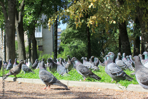 a flock of pigeons. Pigeons eat and walk down the street. the danger of avian flu, spread of infection, phobia of birds