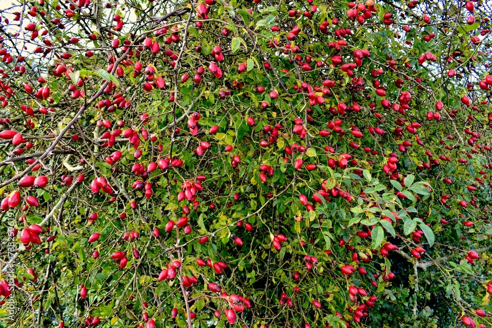 Dog rose bush in autumn, West Midlands, England, UK