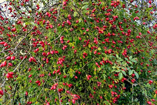 Tableau sur toile Dog rose bush in autumn, West Midlands, England, UK