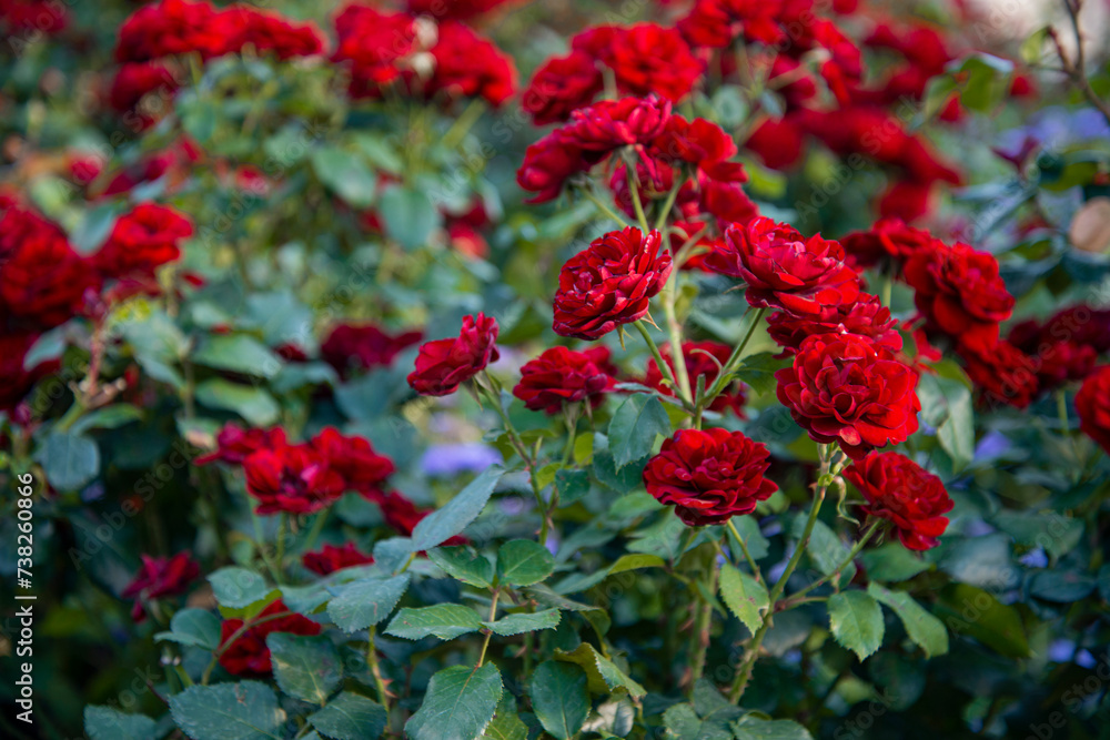 Bright red roses with green foliage.