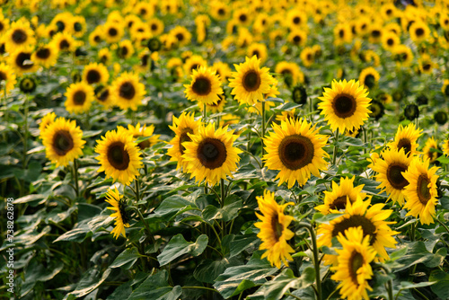 Sunflowers blooming in the fields in spring