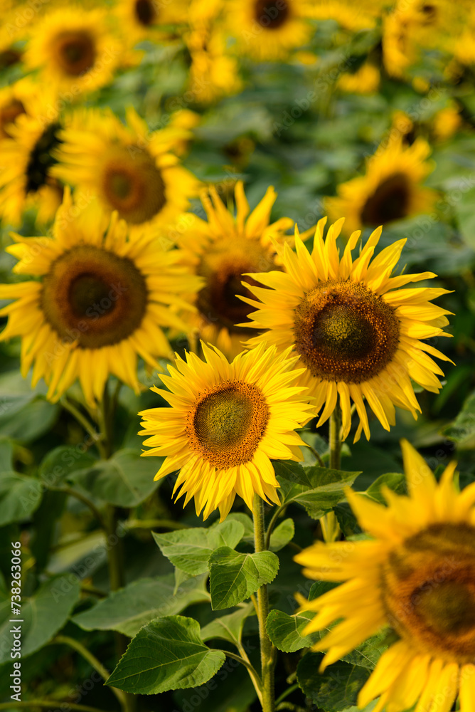 Sunflowers blooming in the fields in spring