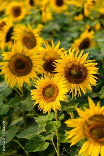 Sunflowers blooming in the fields in spring