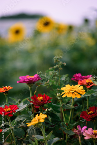 Blooming zinnias in spring. Colorful flowers in the field. Landscape of village in china.
