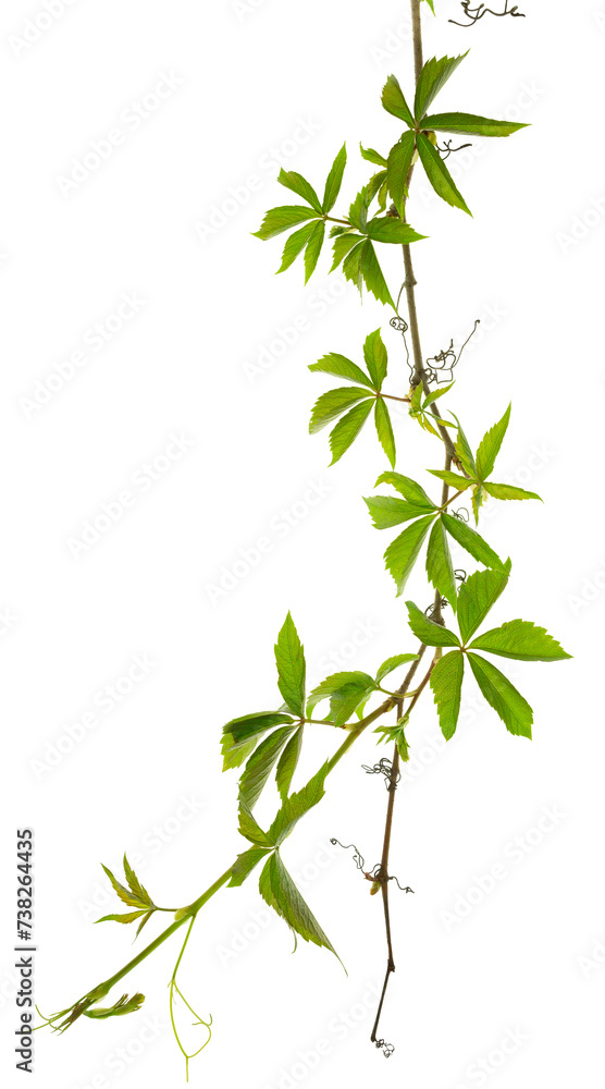 poison garden ivy branch isolated on transparent,png. Green leaf of girlish grapes. Poison Ivy Plant