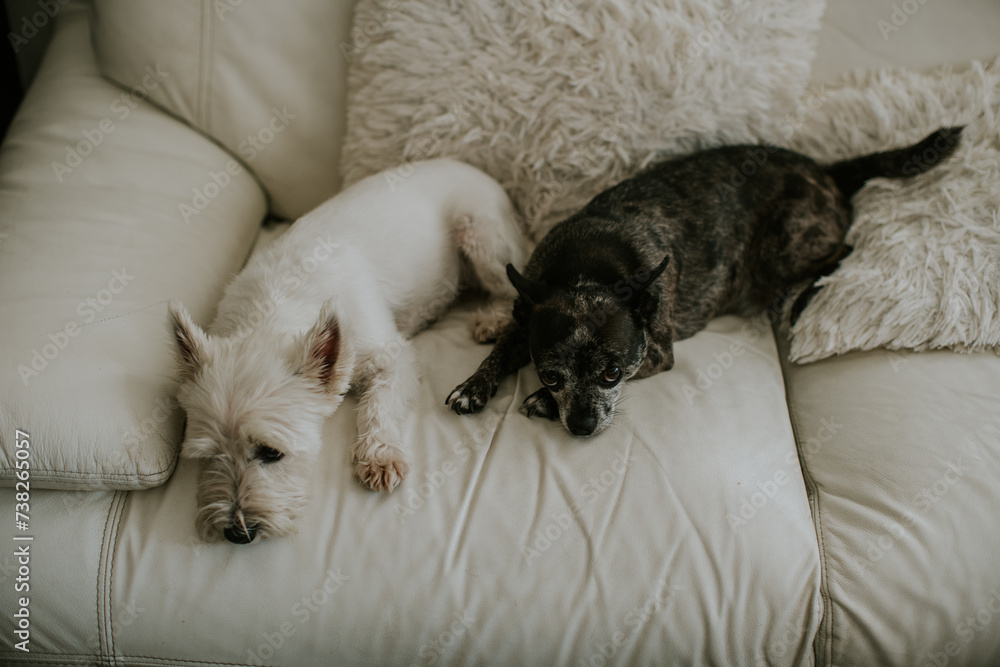 Two small dogs lying on the sofa keeping each other company. They are ...