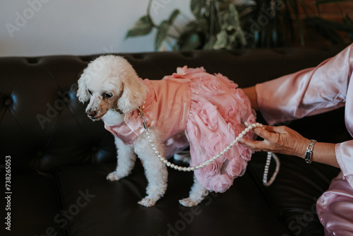 Perro de raza caniche blanco. Mujer vestida con vestido de satén rosa y collar de perlas. El vestido de tul rosa tiene estampado de rosas. La perrita está al lado de su dueño que quiere abrazarla.