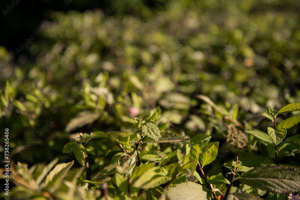 The green foliage of shrubs in summer. Background and texture. The plant is in close-up.