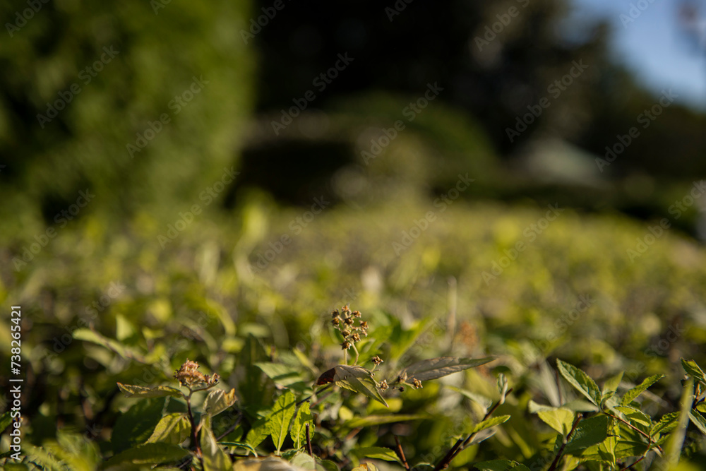 The green foliage of shrubs in summer. Background and texture. The plant is in close-up. The green foliage of shrubs in summer. Background and texture. The plant is in close-up.