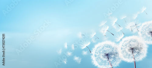 Dandelion flower seeds blown in the blue sky. Wildflower symbolises a spring season. photo