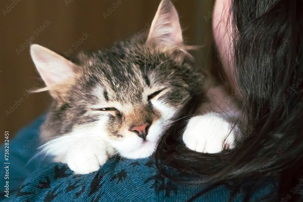 Portrait of sweet sleepy cat, close up