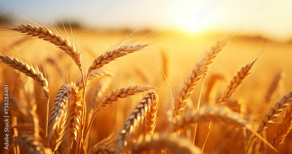 Sun-Kissed Grains - The Beauty of Ripening Wheat Ears Under the Radiant Sunset Light