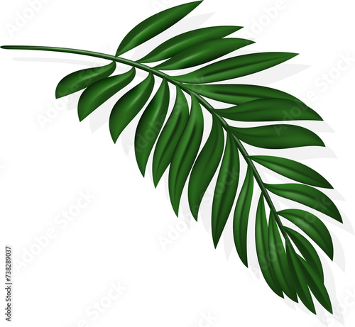 coconut leaf with shadow. Assorted tropical leaves for summer decor  sales  invitations  banners  flyers.