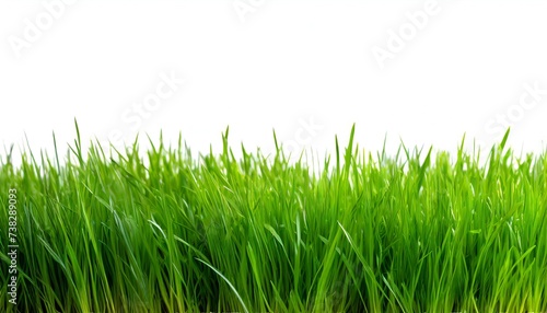 Illustration of green grass