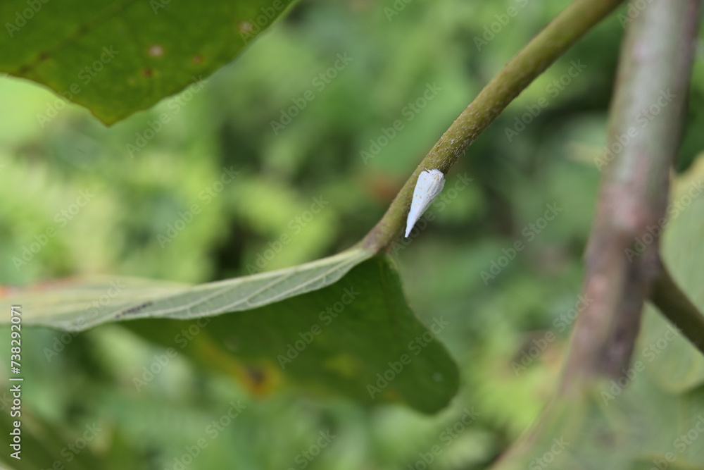 Dorsal head view of a rare white triangle moth perched on top of a leaf stem Dorsal head view of a rare white triangle moth perched on top of a leaf stem