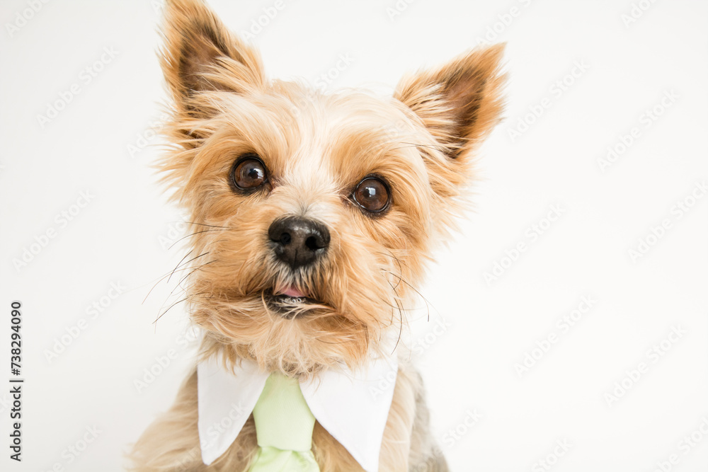Yorkshire Terrier Yorkshire Terrier