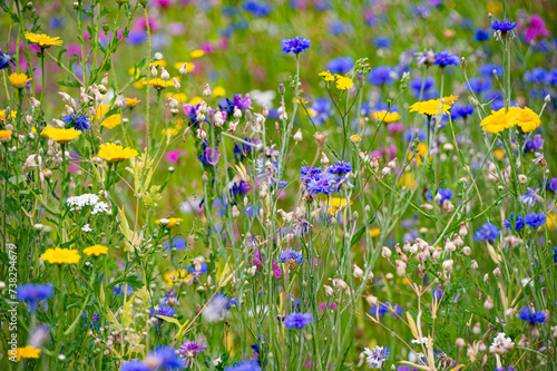 Summer meadow flowers during the day light.