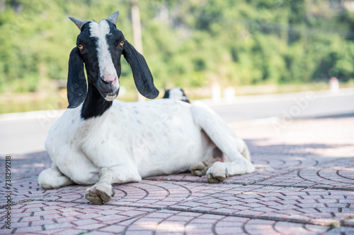 White and black goat sitting in the shade on a sidwalk with green trees in the background photo