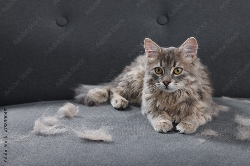Cute cat and pet hair on grey sofa Cute cat and pet hair on grey sofa