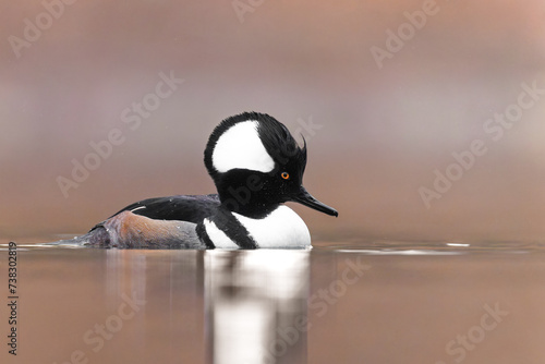 Male Hooded merganser swimming in a pond with a nice creamy background 