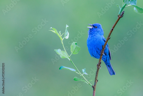 Indigo bunting singing while perching on a thin branch against a green creamy background 