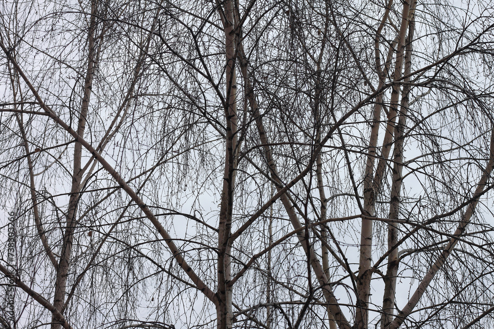 Beautiful birch trees in autumn Beautiful birch trees in autumn