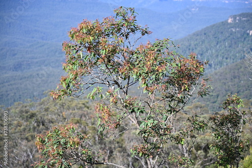 Jamison valley echo point, Blue Mountains. new south wales, Australia photo