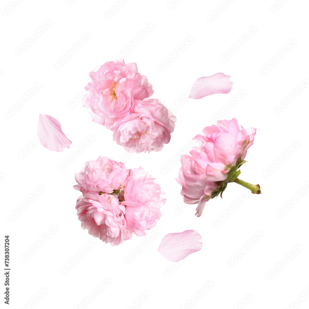 Beautiful sakura blossoms falling on white background. Spring season