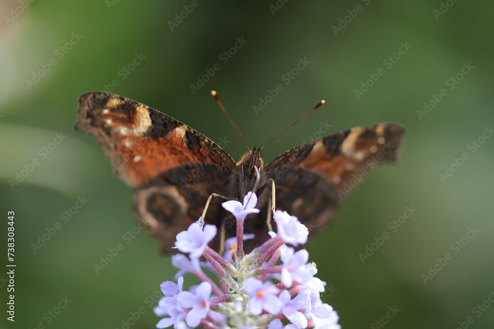 Paon du jour (Aglais io)
Aglais io on an unidentified flower or plant
Paon du jour (Aglais io)
Aglais io on an unidentified flower or plant