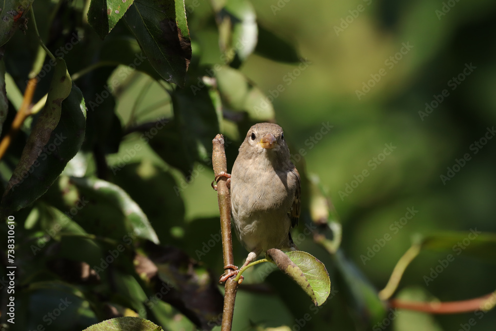 Fototapeta premium Moineau domestique (Passer domesticus) Passer domesticus in its natural element 