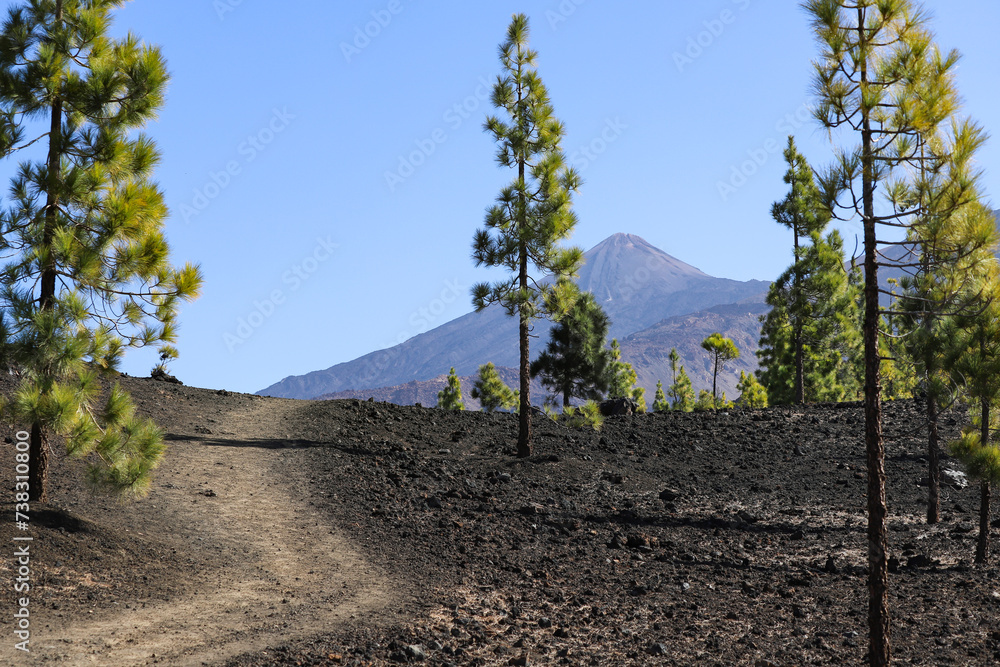 Beautiful view of El Teide volcano and pine tree forest in national park. Tenerife, Spain Beautiful view of El Teide volcano and pine tree forest in national park. Tenerife, Spain