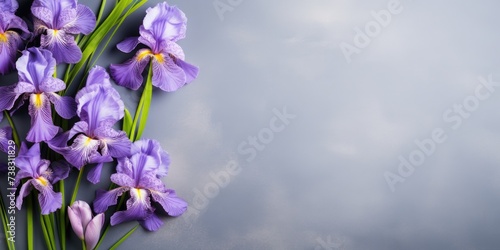 Purple bouquet of iris flowers on a dark background. Place for text