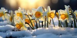 Narcissus in the spring in the first rays of the sun. First spring flower in the snow. Generative AI