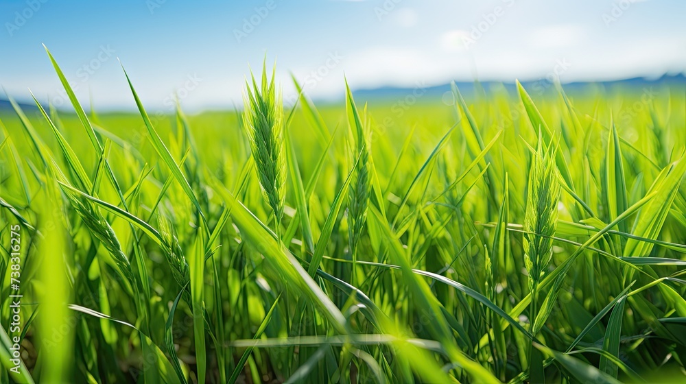 Obraz premium Scenic Close-up of Green Field Meadow with Growing Wheat Sprouts, Bathed in Sunlight Against a Blue Sky on a Sunny
