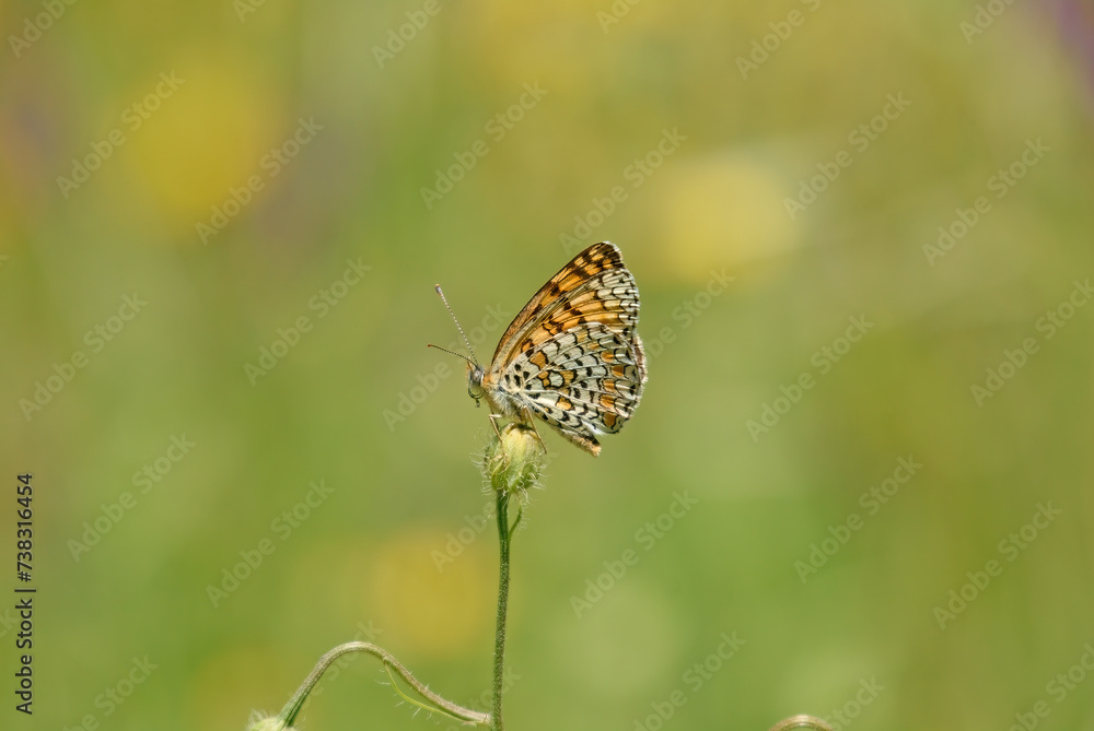 Butterfly on a plant bud. Glanville Fritillary, Melitaea cinxia Butterfly on a plant bud. Glanville Fritillary, Melitaea cinxia