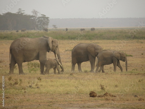 elephants in the savannah