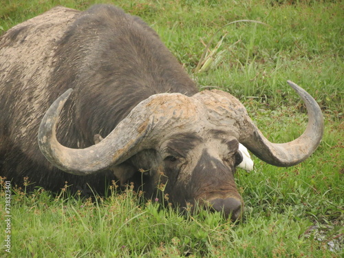 buffalo in lagoon