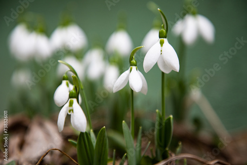 bunch of snowdrops in early spring