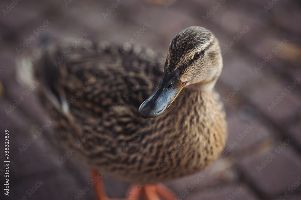 Female mallart duck. Amazing closeup view of brown mallard female duck. Mallard Duck with intricate brown patterns on her feathers and a striking grey beak that adds to her unique features. Female mallart duck. Amazing closeup view of brown mallard female duck. Mallard Duck with intricate brown patterns on her feathers and a striking grey beak that adds to her unique features.