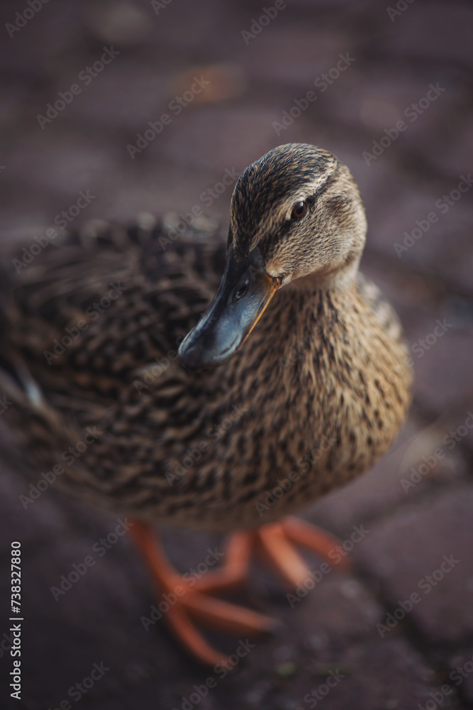Female mallart duck. Amazing closeup view of brown mallard female duck. Mallard Duck with intricate brown patterns on her feathers and a striking grey beak that adds to her unique features. Female mallart duck. Amazing closeup view of brown mallard female duck. Mallard Duck with intricate brown patterns on her feathers and a striking grey beak that adds to her unique features.