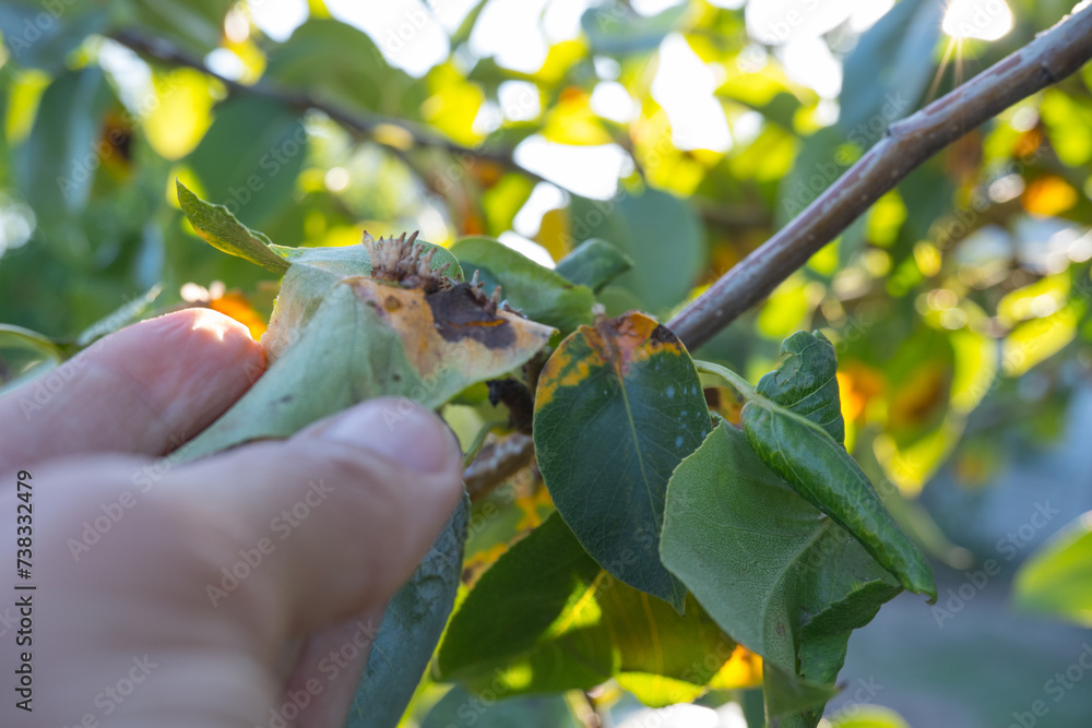 Pear leaf infected with gymnosporangium sabinae rust and Septoria Leaf Spot Septoria aegopodii. Man gardener hand hold