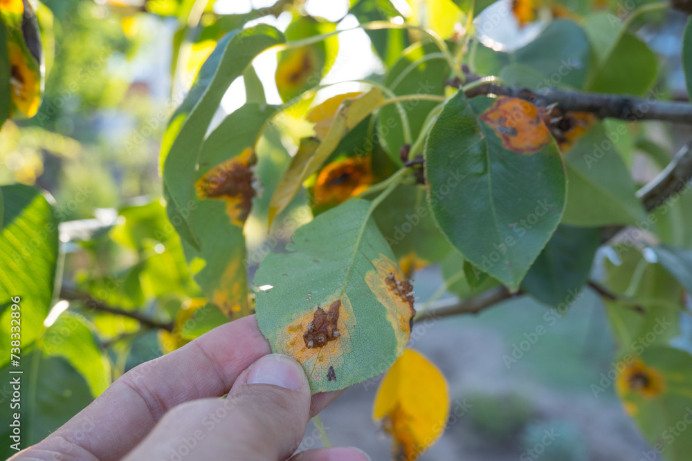 Pear leaf infected with gymnosporangium sabinae rust and Septoria Leaf Spot Septoria aegopodii. Man gardener hand hold