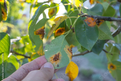 Obraz na płótnie Pear leaf infected with gymnosporangium sabinae rust and Septoria Leaf Spot Septoria aegopodii. Man gardener hand hold w salonie