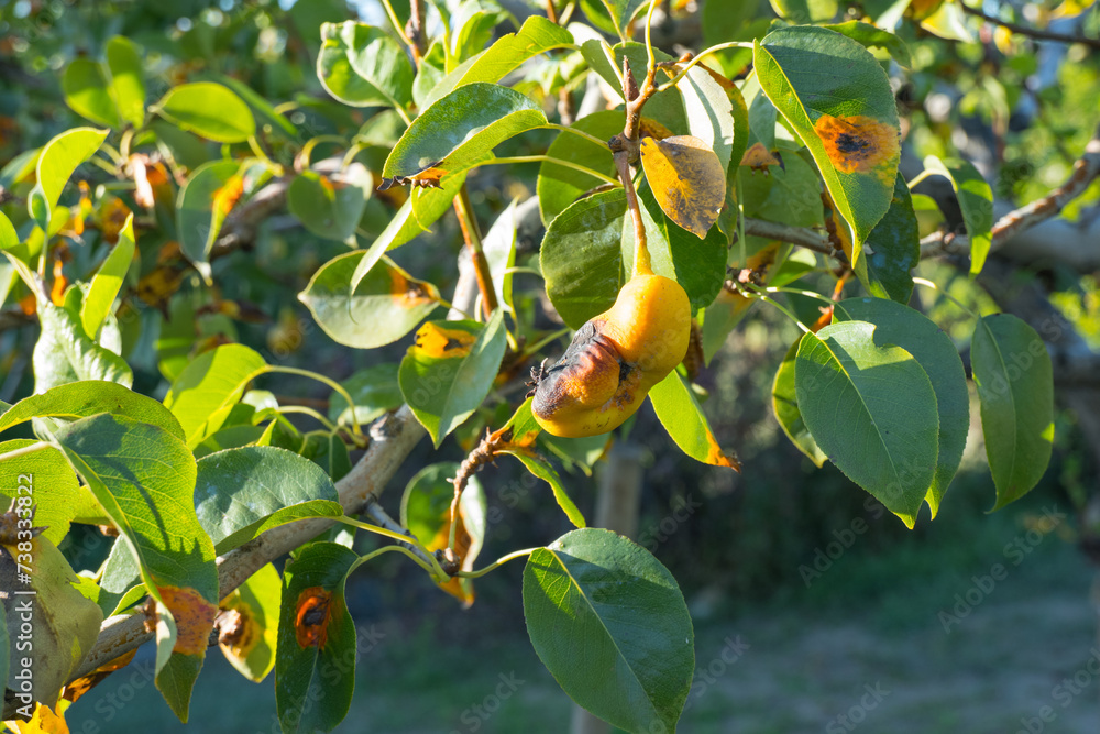 Rust on pear leaves. European pear rust is a fungal disease of pear trees