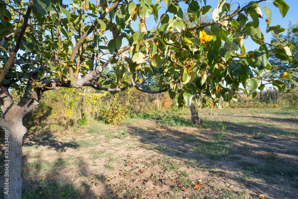 Pear leaves with Gymnosporangium sabinae is a species of rust fungus in the subdivision Pucciniomycotina. Known as pear rust, European pear rust, or pear trellis rust. Problem in gardening