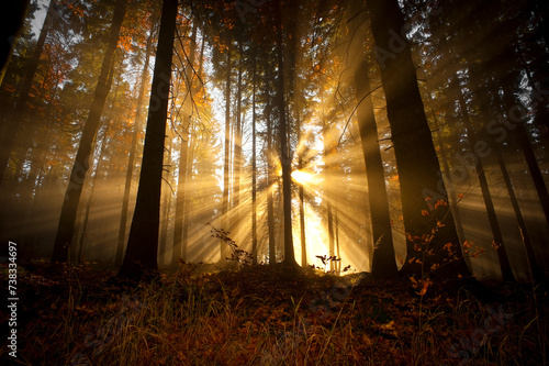 sun beams in an autumn morning forest © Vera Kuttelvaserova