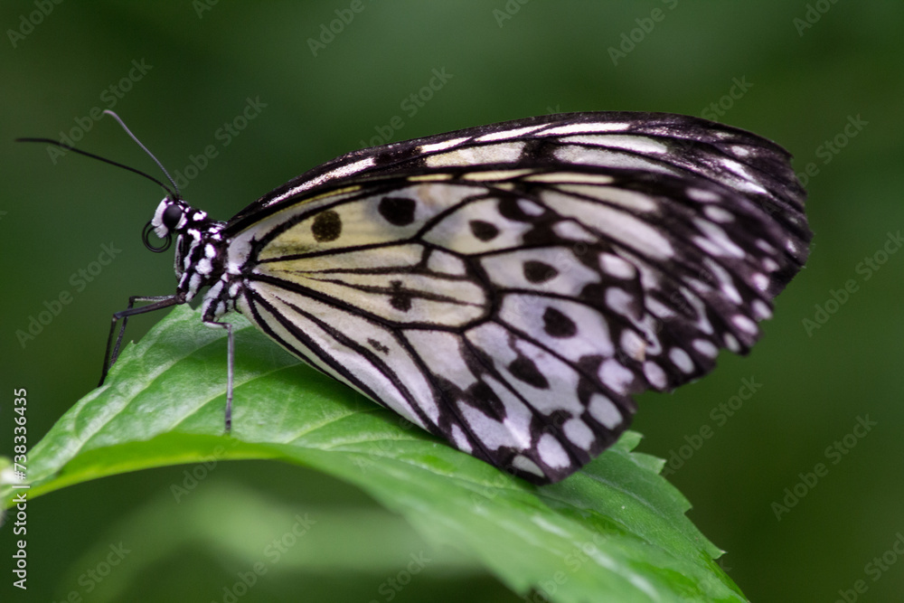 Idea leuconoe Idea leuconoe