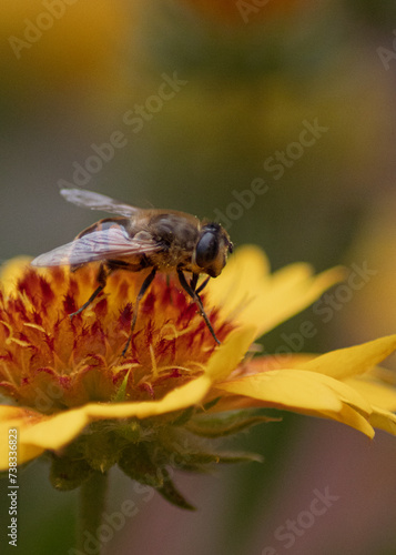 abeille qui butine photo
