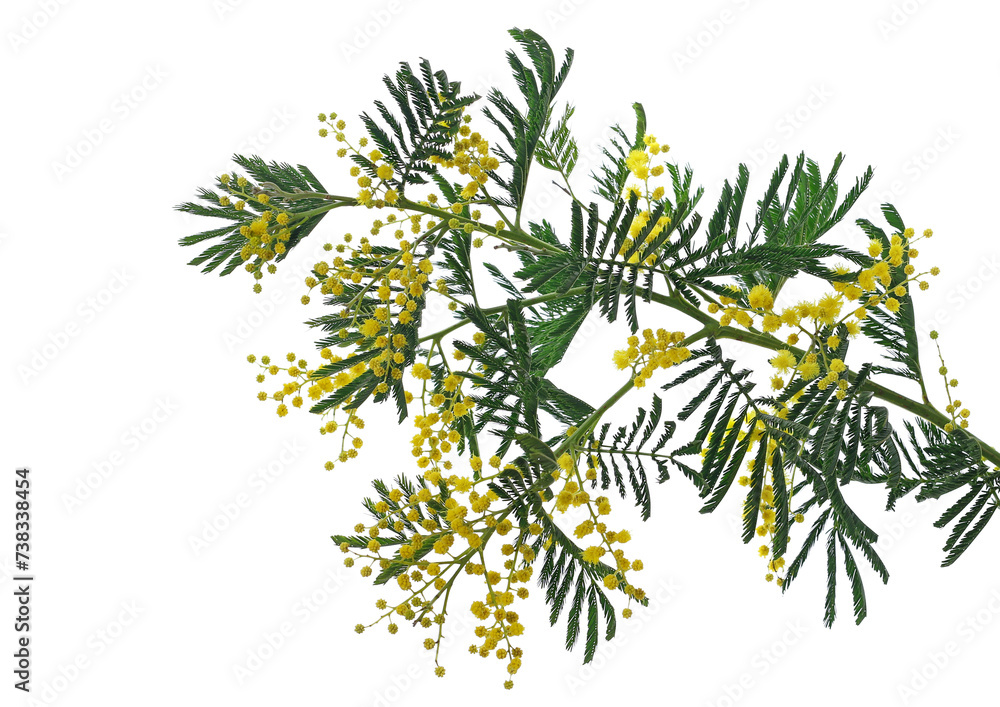 Mimosa branch, Acacia dealbata, isolated on white